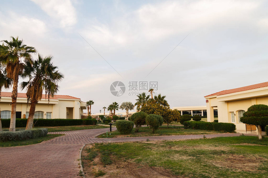 埃及度假旅舍馆背景上的棕榈树和其他有景观的树木图片