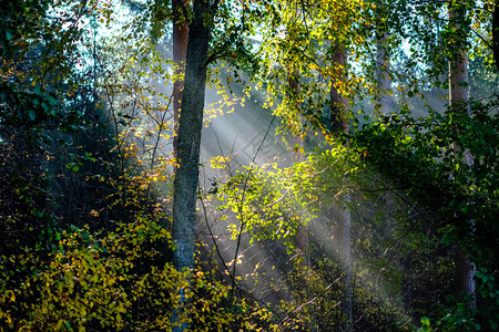 在迷雾的森林里阳光照图片