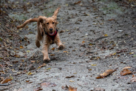 在秋天的绿色庭院里奔跑的小狗可卡犬图片