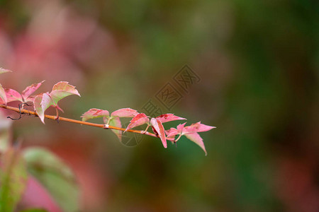 秋天的树叶颜色纹理背景图片