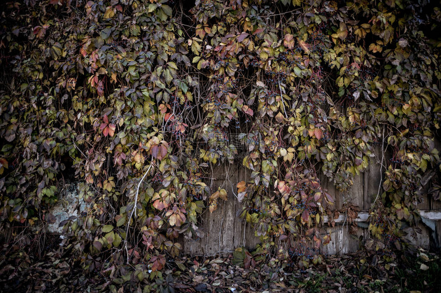 古老谷仓的墙壁和野葡萄的厚布图片
