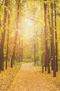 秋天在城市公园的秋天黄图片