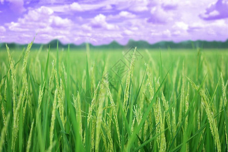 稻田金稻田天空和云彩的特写耳朵图片