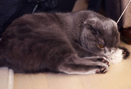 小可爱猫在木地板上玩耍英国短头发小猫用蓝图片