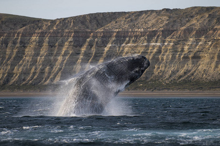 观光右鲸濒危物种图片
