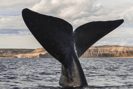 观光右鲸濒危物种高清图片