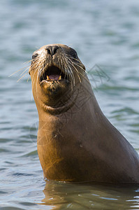 海狮阿根廷图片