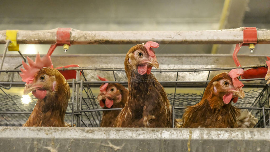 某家禽养殖场鸡蛋多级生产线输送生产线蛋鸡养殖场农业技术设备有限的景深图片