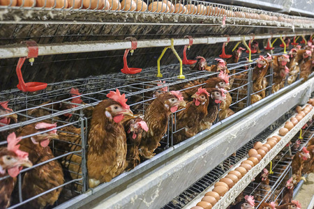 某家禽养殖场多级生产线输送生产线蛋鸡养殖场农业技术设备有限的景深背景图片