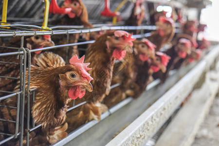 某家禽养殖场多级生产线输送生产线蛋鸡养殖场农业技术设备图片