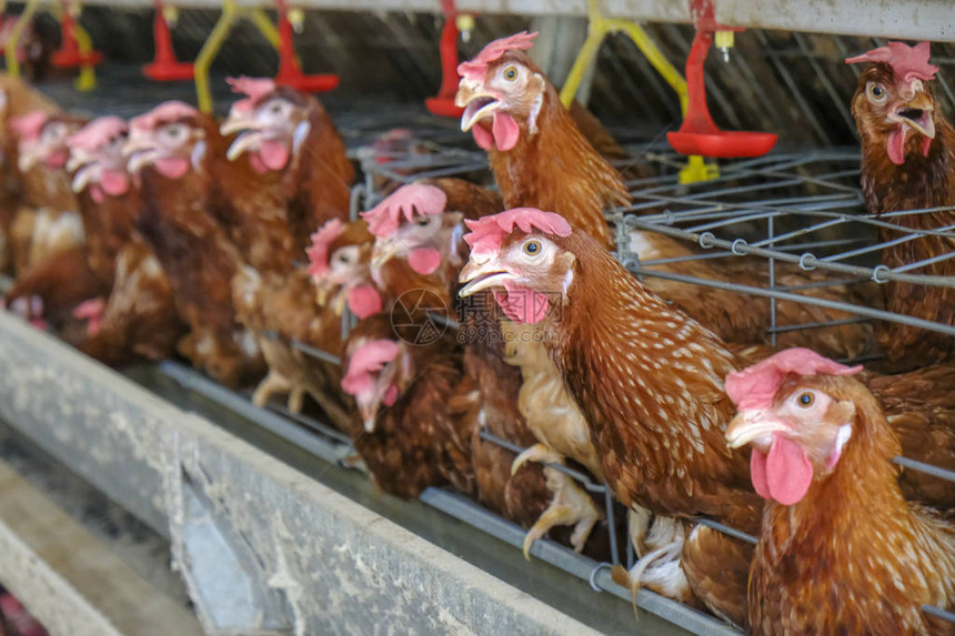 某家禽养殖场鸡蛋多级生产线输送生产线蛋鸡养殖场农业技术设备图片