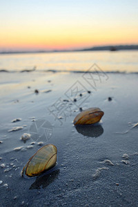 在沙滩上打开贻贝壳多瑙河图片