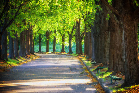 阳光下公园里的小巷公园里的春天一条步行道大树和长凳在绿色公园图片