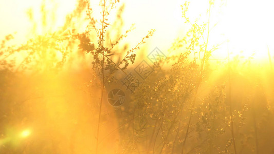 在金色阳光下背光的野草景观与干草原阳图片