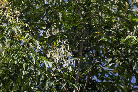 白蜡树的绿叶白花图片