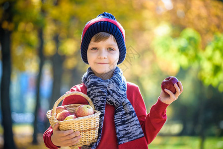 孩子在秋天摘苹果小男孩在苹果树园玩耍孩子们在篮子里采摘水果蹒跚学步的孩子在秋季收获时吃水果孩子们的户外乐趣背景图片