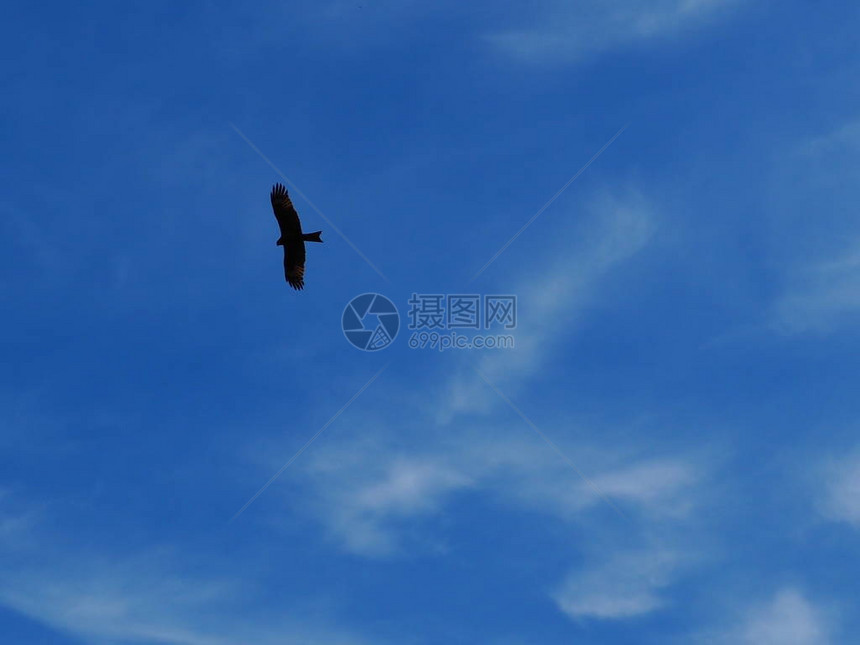 蓝天上飞翔的大猛禽图片
