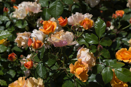 玫瑰园里种满了美丽的新鲜玫瑰图片