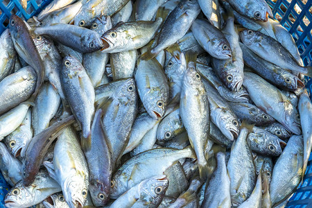 在市场上钓到鱼后的新鲜白鱼这种鱼生活在越南中部和背景图片