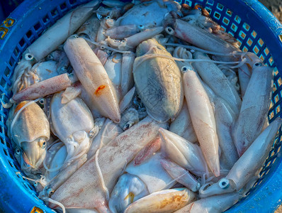 新鲜的墨鱼在市被捕获这种鱼生活在越南中部和图片