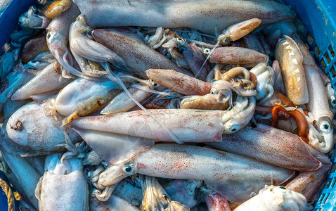 新鲜的墨鱼在市被捕获这种鱼生活在越南中部和图片