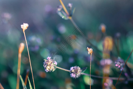 大自然的鲜花图片