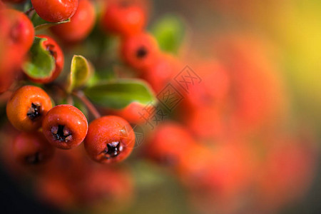 红色火棘的红色秋天浆果秋天美丽的背景图片
