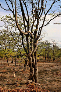 赞比亚坚固的Liana树林图片