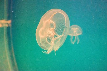 美丽的神奇的危险的水母漂浮在水族馆图片