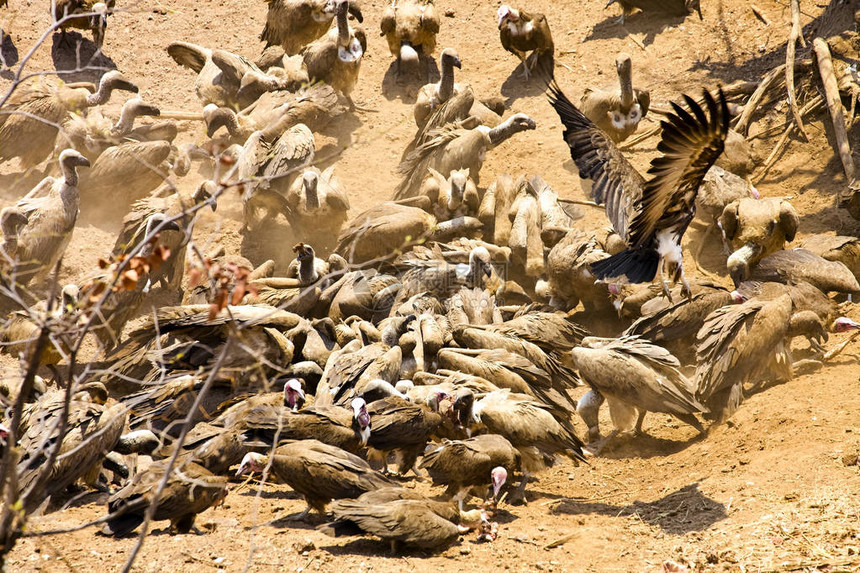 白背的秃鹰吉普非洲人食腐肉图片