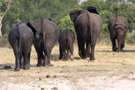 非洲大象Loxodonta图片