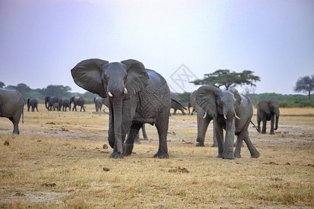 非洲大象非洲Loxodonta津巴布韦图片