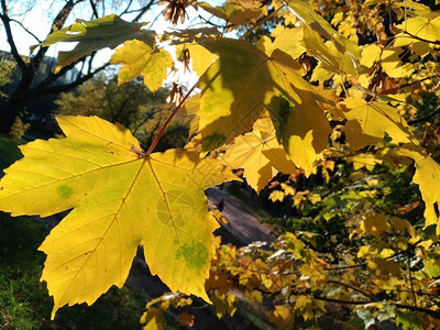 枫叶在秋天风景的背景下特写图片