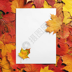 空白的纸和多彩的秋叶图片
