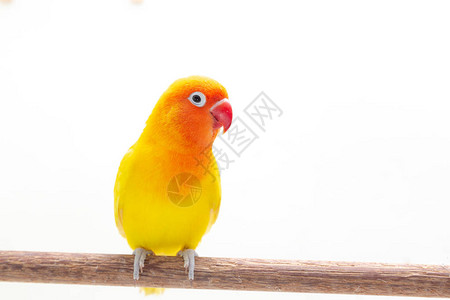 双黄色爱情鸟站在白色背景上的一块木头上图片