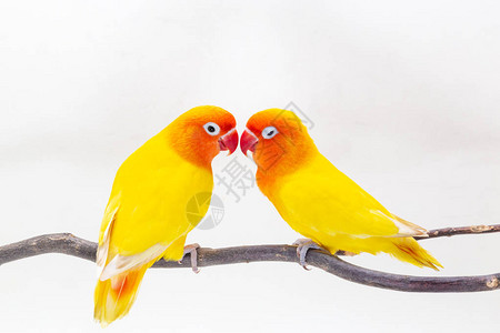 双黄色爱情鸟站在白色背景上的一块木头上背景图片