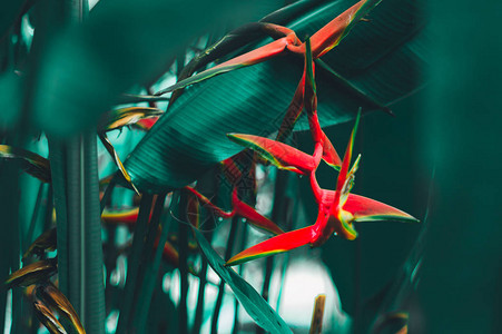 天堂之鸟红黄花和雨后的绿叶美丽的热带植物图片