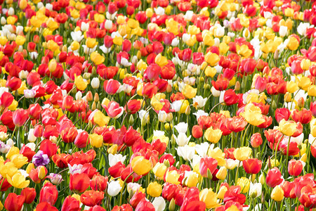 盛开的郁金香花背景的多色图片
