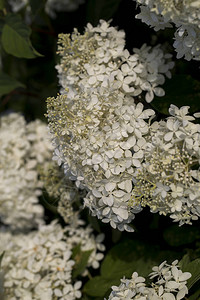 白色背景上的白色花朵图片