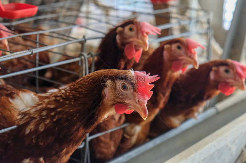 蛋鸡多级生产线输送机生产线的家禽养殖场蛋鸡养殖场农业技术设备厂图片