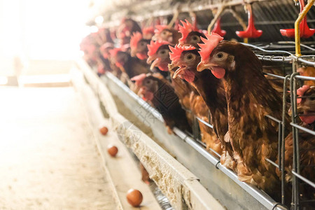 蛋鸡多级生产线输送机生产线的家禽养殖场蛋鸡养殖场农业技术设备厂图片