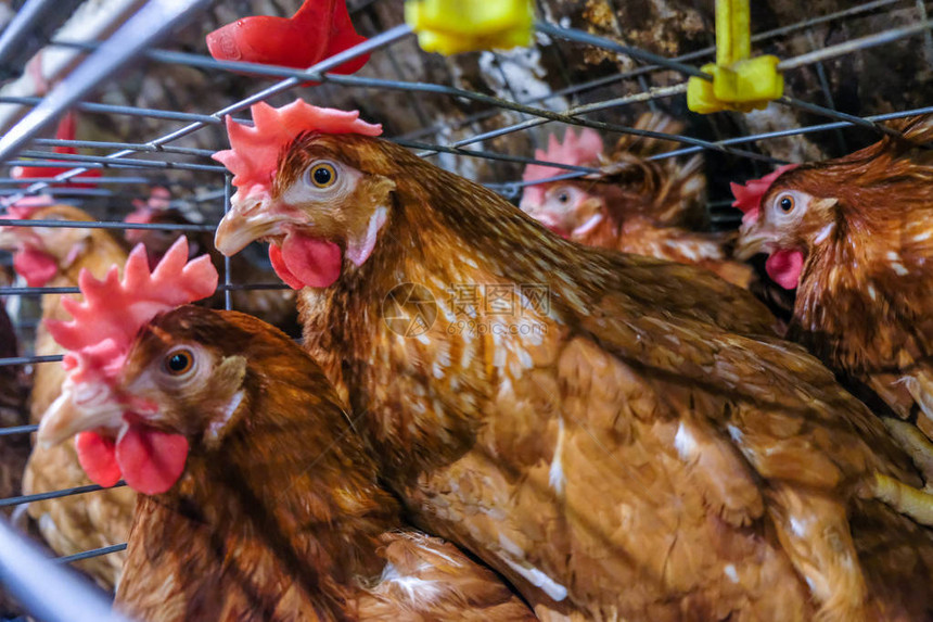 蛋鸡多级生产线输送机鸡蛋生产线的家禽养殖场蛋鸡养殖场农业技术设备厂图片