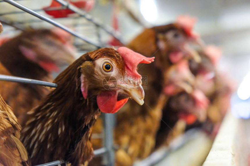 蛋鸡多级生产线输送机鸡蛋生产线的家禽养殖场蛋鸡养殖场农业技术设备厂图片