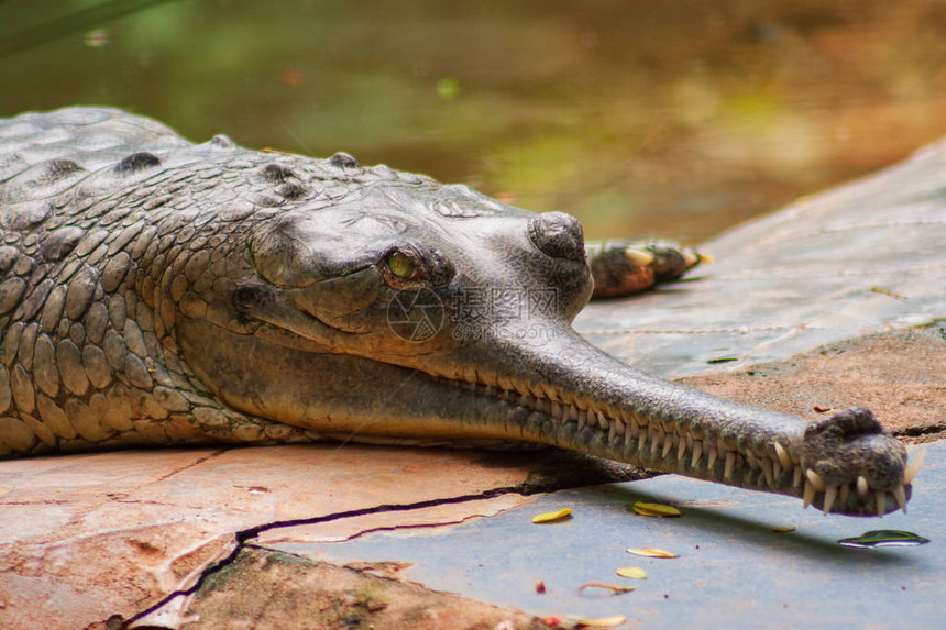 男GharialCrocodile爬上印度钦奈的ArignarAnnaZol图片