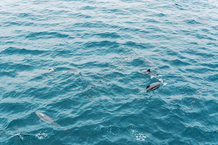 一群海豚从开阔的海洋跳图片