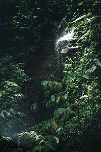 巴厘岛丛林雨的瀑布图片