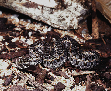 肯尼亚小土毒蛇比蒂图片