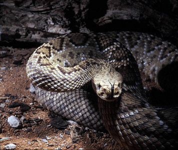 墨西哥海岸的响尾蛇克罗塔卢斯图片