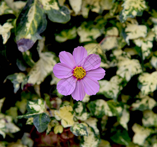 常春藤背景花园中的粉红色宇宙花图片