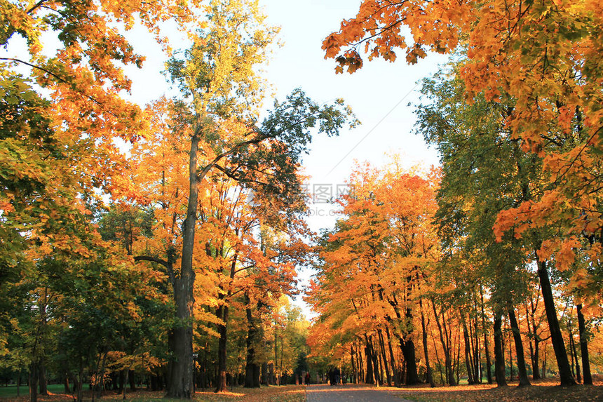 秋的欢乐色彩树木在温暖明媚图片